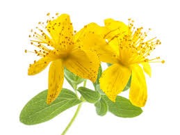 Flor del aceite de hipérico