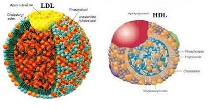 Estructura de LDL y HDL colesterol