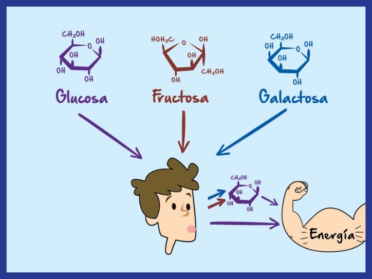 Conversión de fructosa y galactosa en glucosa