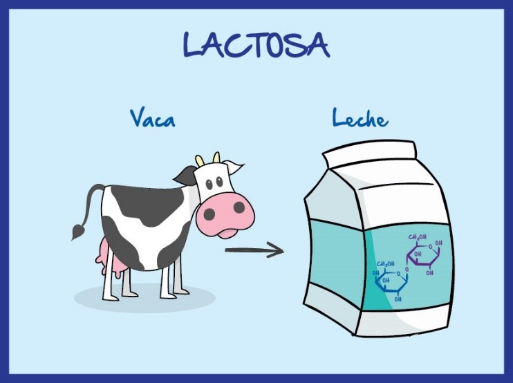 La leche contiene lactosa