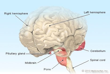 Glandula pituitaria