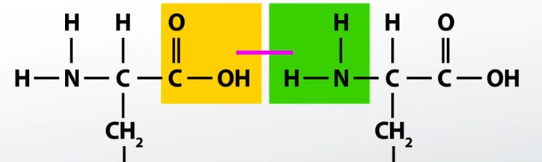 enlace químico entre aminoácidos