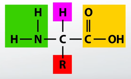 Aminoácidos con sus diferentes grupos químicos