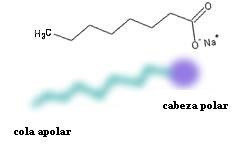 Molécula hidrófila lipófila