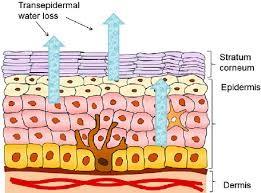 Ilustración de las capas de la piel hidratación humidificación