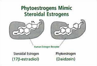 Ajuste de estrógenos y fitoestrógenos en receptores humanos