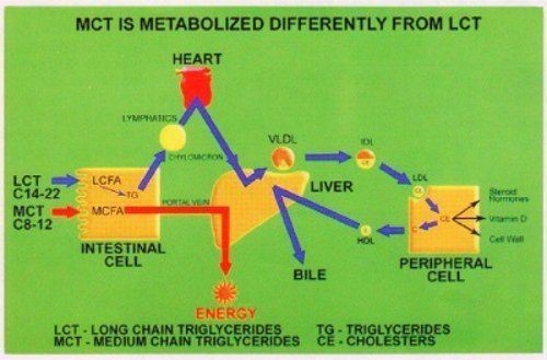 Metabolismo de los triglicéridos de cadena media comparado con el de los de cadena larga
