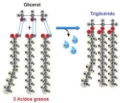 Esterificación de los ácidos grasos y glicerina en triglicéridos
