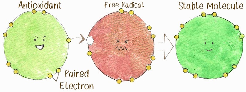 Los antioxidantes ceden electrones a los radicales libres