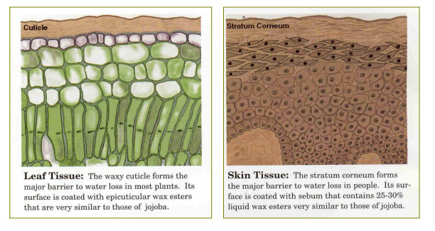 Diferencias entre la estructura de una hoja y la piel