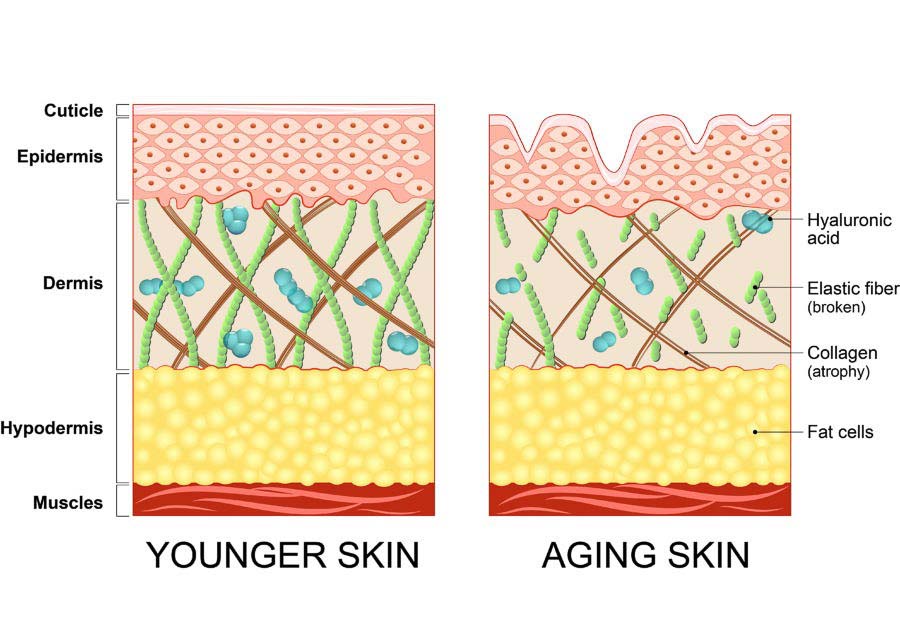 Diferencias entre piel joven y piel madura