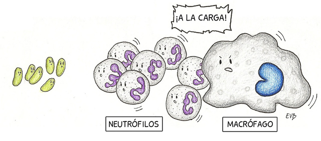 Neutrófilos y macrófagos