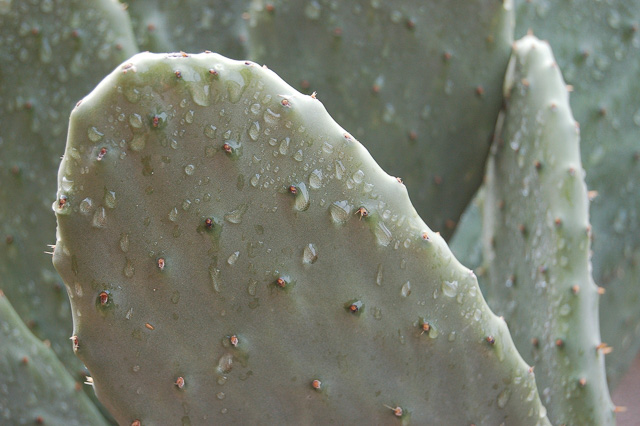 Las hojas de los cactus contienen polisacáridos útiles para curar heridas