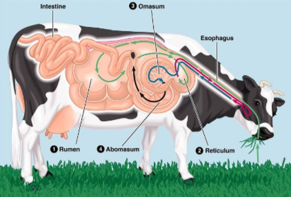 Las vacas pueden digerir la celulosa