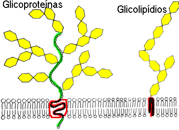 Oligosacáridos unidos a proteínas