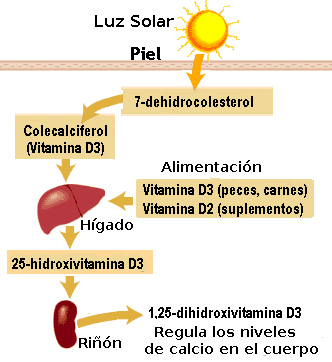 Metabolismo de la vitamina D a partir del sol