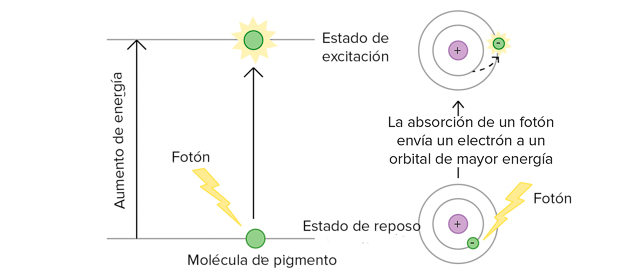 Excitación de electrones producida por luz ultravioleta