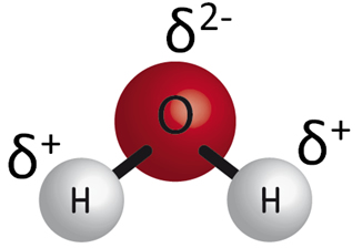 La polaridad de la molécula del agua 