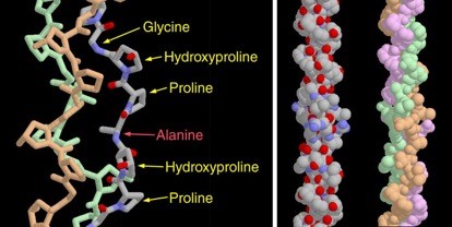 Estructura química del colágeno