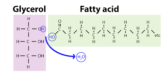 Reacción de la glicerina con un ácido graso