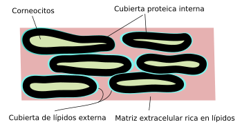 Estructura del stratum corneum