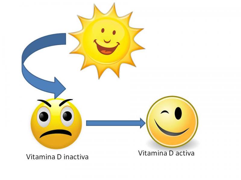 Transformación de la provitamina D por efecto del sol