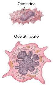 Queratinocitos formados por queratina