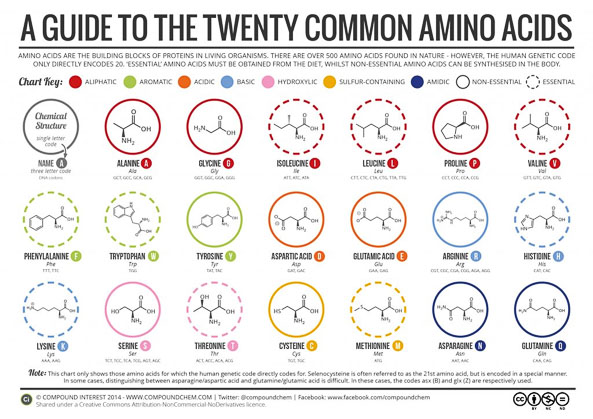 Aminoácidos más comunes