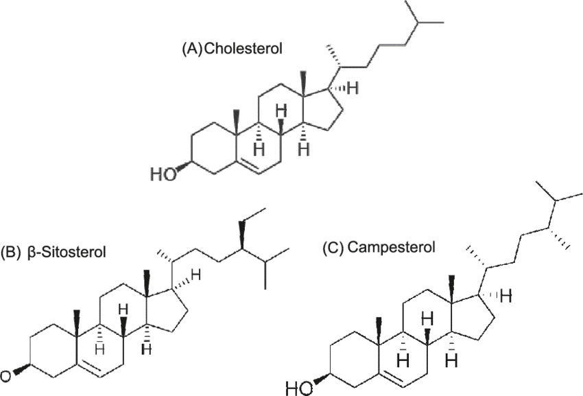Similitud entre la molécula de colágeno y algunos fitoesteroles